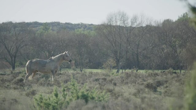 Young and beautiful brown horse eating fresh grass in the field next to Pic saint loup in south of France