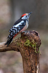 Mittelspecht (Leiopicus medius)