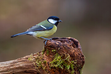 Kohlmeise (parus major)