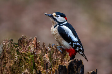Buntspecht (Dendrocopos major) Männchen