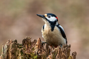 Buntspecht (Dendrocopos major) Männchen
