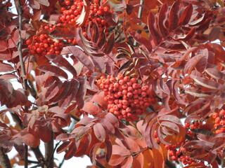 rowan