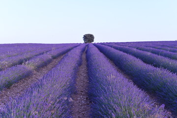 árbol en el campo de lavanda florecido