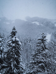 snow covered mountains