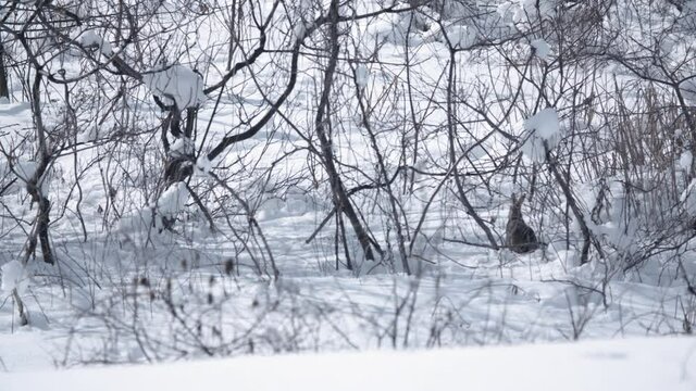 雪の中を走ってフレームインしてきたノウサギ 野ウサギ