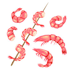 Shrimp on a white background