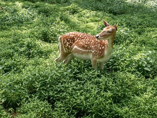 A brown doe female with spots is standing in the grass.