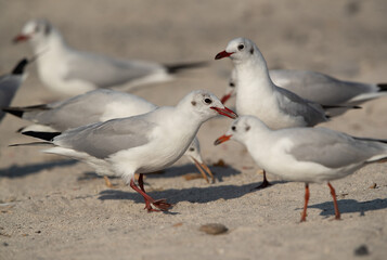 Black-headed gulls at Busaiteen coast, Bahrain