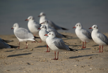 Black-headed gulls at Busaiteen coast, Bahrain