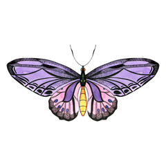 Purple and pink butterfly isolated on white. Watercolor hand drawn illustration of insect with bright wings. Exotic moth for packaging, label, logo, icon design.