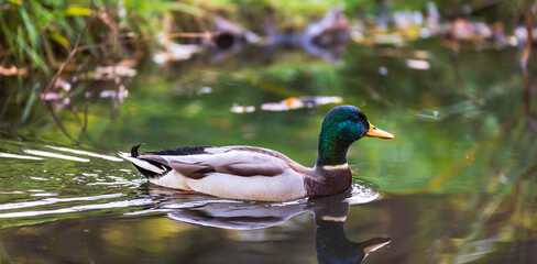 A male duck swimming around on a beautiful sunny autumn day in a Swedish pond