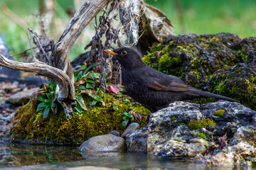 Amsel (Turdus merula) Männchen