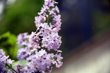 Lilac flowers on the branch and with gradient colored geometric background