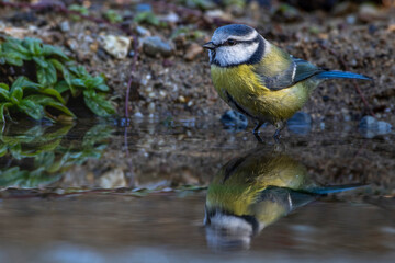 Blaumeise (Parus caeruleus)