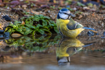 Blaumeise (Parus caeruleus)