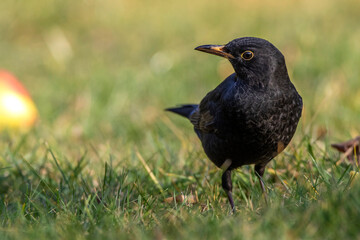 Amsel (Turdus merula) Männchen