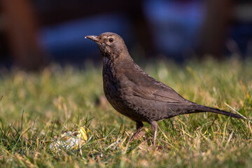 Amsel (Turdus merula) Weibchen an einem Apfel