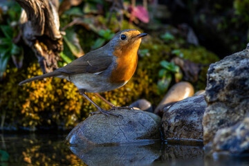 Rotkehlchen (Erithacus rubecula)