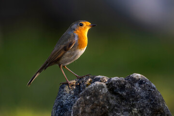 Rotkehlchen (Erithacus rubecula)