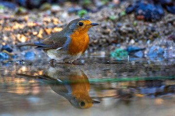 Rotkehlchen (Erithacus rubecula)