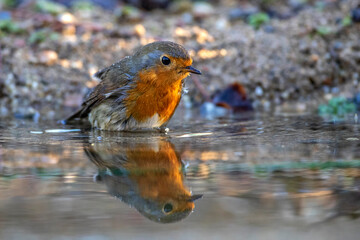 Rotkehlchen (Erithacus rubecula)