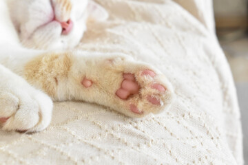 Cat sleeping on the sofa showing the toes.  Selective focus on the toes or toe beans.  Soft focus.  Copy space is on the blurry part of photo on the right side.