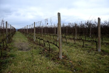Fototapeta na wymiar Winnica w bezśnieżną zimę, winorośl w grudniu