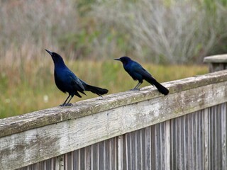 two boat tail gracklin