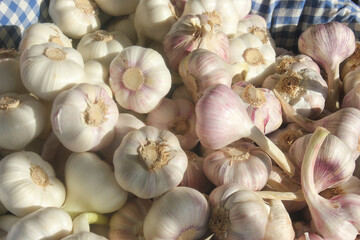 French rose-colored garlic bulbs on a blue-white checkered  table cloth.