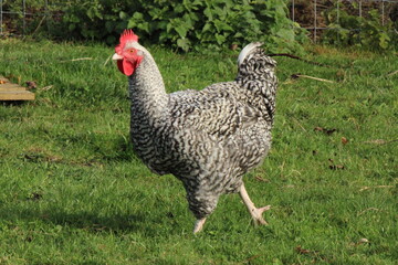 rooster in the grass
