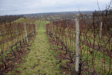 Fototapeta na wymiar Winnica w bezśnieżną zimę, winorośl w grudniu