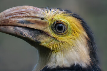 Portrait vom Sulawesi Hornvogel, auch Celebes Tariktikhornvogel, Rhabdotorrhinus exarhatus sanfordi