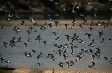 Flock of Dunlins and little stints flying at Tubli bay, Bahrain