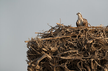 Osprey perched on a nest at Hawar island of Bahrain