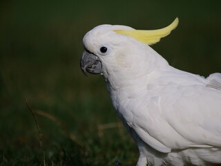 ein Gelbhaubenkakadu geht auf einer wiese, Cacatua galerita