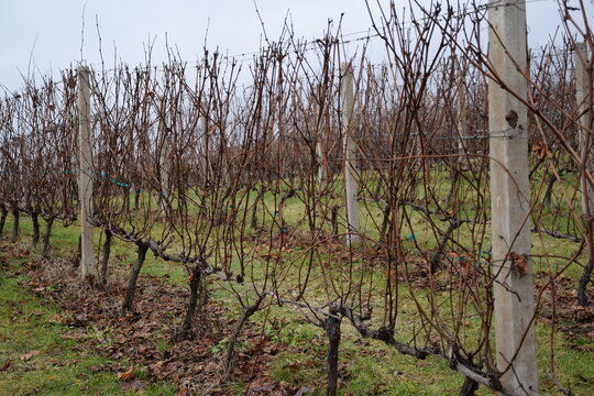 Winnica w bezśnieżną zimę, winorośl w grudniu