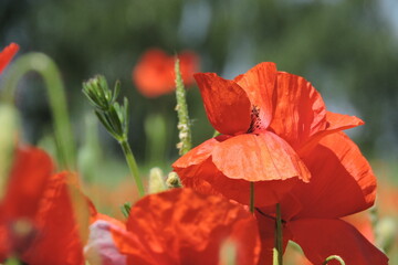 Fototapeta premium Maki Poppy fields