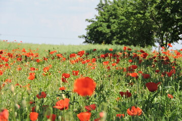Krajobraz Letni Maki