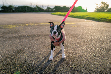 Cute, small, Boston Terrier puppy wearing a pink coat and lead. She is outside on tarmac with the sunhine behind her.
