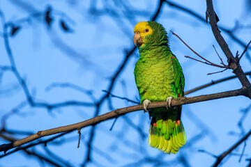 Gelbkopfamazone (Amazona oratrix)