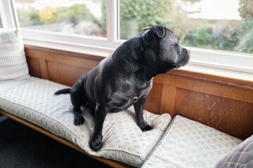 Staffordshire Bull Terrier dog sitting on a bay window seat inside a home looking out of a double glazed window.