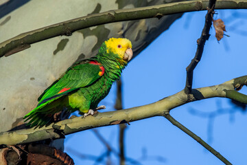 Gelbkopfamazone (Amazona oratrix)