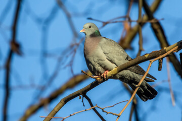 Hohltaube (Columba oenas)