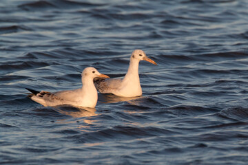 juveniles of slender-billed gull (Chroicocephalus genei) in Ebro Delta