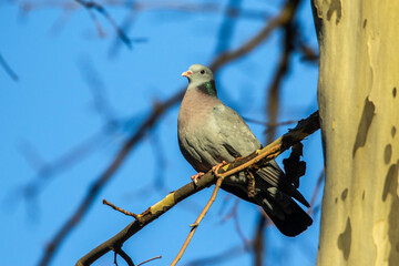 Hohltaube (Columba oenas)