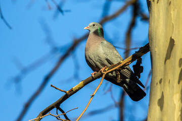 Hohltaube (Columba oenas)