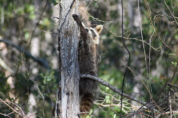 Raccoon climbing hugging a tree in the forest
