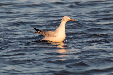 juvenile of slender-billed gull (Chroicocephalus genei) in Ebro Delta
