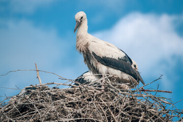 Young white storks in the nest. A family of wild storks in their natural habitat. Large white birds against a blue sky with clouds. Chicks of storks.