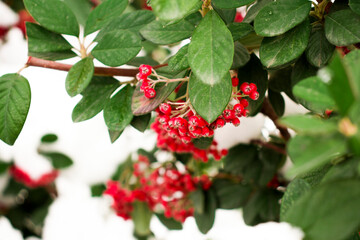 bush with red berries in the snow